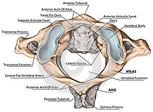 BOARD BW Atlantoaxial joint, superior view