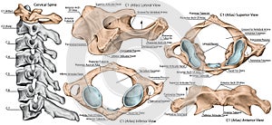 BOARD Cervical spine, first cervical vertebra