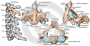 BOARD Cervical spine, second cervical vertebra