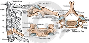 BOARD Cervical spine, sixth cervical vertebra