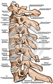 BOARD Cervical spine structure, lateral view