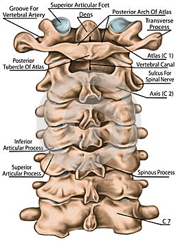 BOARD Cervical spine structure, posterior view