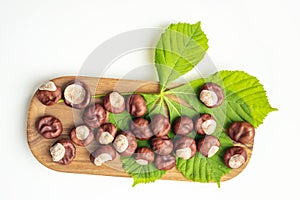 Board with chestnut fruits and green leaf lie on white background