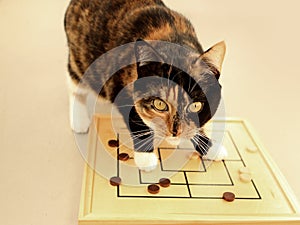 Board game Merells, Morris. Tricolor cat moves the chips on the playing field. Concept logic