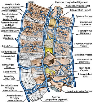 BOARD Median section of lumbar spine, systemic veins and the portal system