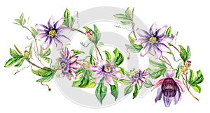 Board of passion flower plant watercolor illustration isolated on white.