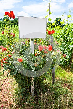 board and roses bush near vineyard in Alsace