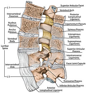 BOARD Tthe ligaments surrounding the lumbar spine, Lateral view