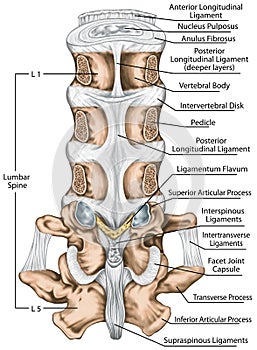 BOARD Tthe ligaments surrounding the lumbar spine, Posterior view