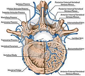 BOARD Venous plexuses of the vertebral canal