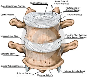 BOARD Vertebral bones, anterior view