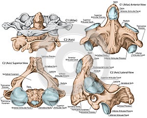 BOARD Vertebral morphology, second cervical vertebra photo