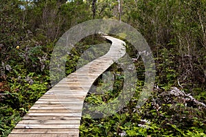 Board walk in the Australian forest