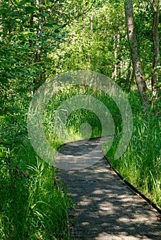 Board walk path under trees leading to the right. Concept of accessible nature for wheelchair users