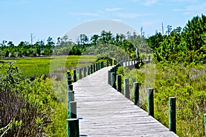 Boarded pathways in the Carolinas