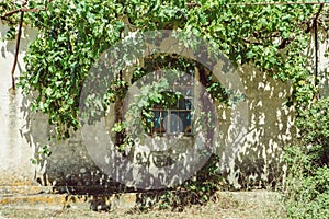 Boarded up window of the old abandoned building with green grapevine with unripe grapes on it, on the Zakynthos island in Greece