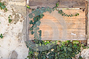 A boarded up window with old plywood overgrown with ivy and a fragment of the wall