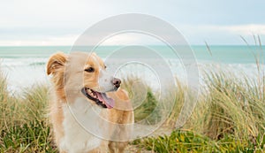 Boarder Collie Happy Dog