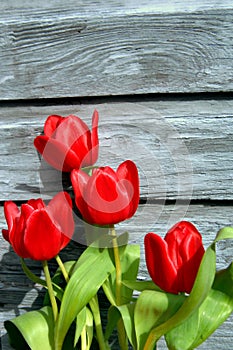 Boards brighten by red tulips