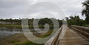 A boardwalk across marshland and lush tropical woods, Big Talbot Island State Park, Florida, USA photo