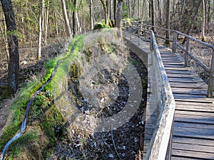 Boardwalk alongside natural stone water channel in forest