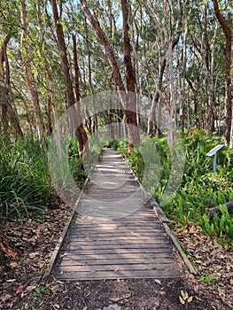 Boardwalk through Australian coastal forest on the Tilligerry Peninsula New South Wales Australia