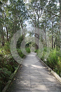 Boardwalk through Australian coastal forest on the Tilligerry Peninsula New South Wales Australia