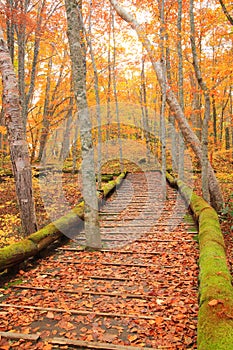 Boardwalk in autumn forest