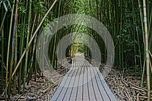 Boardwalk through bamboo grass on Maui