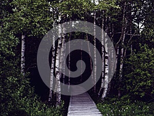 Boardwalk into birch forest of Black Moor, biosphere reserve in Rhoen, Germany