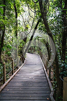 Boardwalk can in a lush jungle setting featuring an abundance of tropical plants. New Zealand.