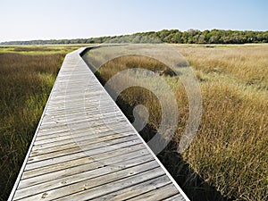 Boardwalk at coastal marsh.