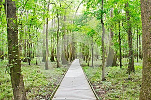 The Boardwalk in Congaree National Park