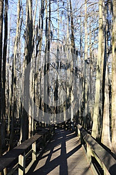 A Boardwalk in a Cypress Swamp