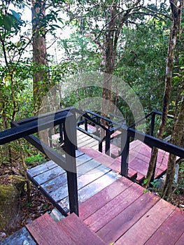 Boardwalk in deep forest