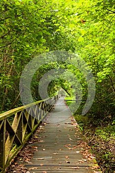 Boardwalk in dense rainforest