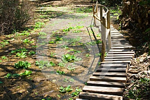 Boardwalk through dense vegetation