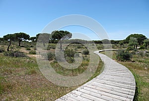 Boardwalk in Donana National Park in Andalusia photo