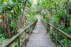 Boardwalk in eco-archaeological park Los Naranjos, Hondur photo