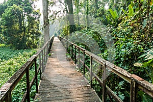 Boardwalk in eco-archaeological park Los Naranjos, Hondur photo