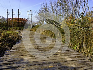 Boardwalk for electrical pole repair trucks over the swamp in the wood photo