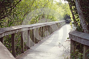 Boardwalk in Everglades