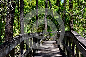 Boardwalk in a Florida forest