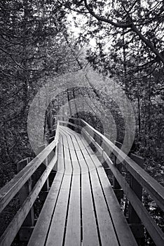 Boardwalk in the Forest