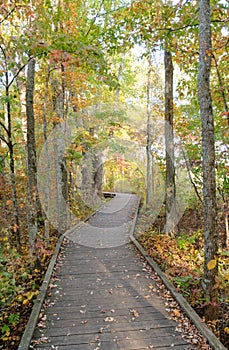 Boardwalk through the forest