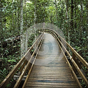 Boardwalk in forest.