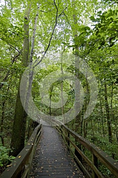 Boardwalk in forest