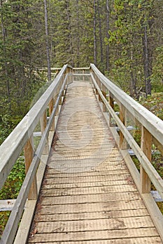 Boardwalk into the Forest
