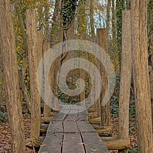 Boardwalk through the forest of Oud-Smetlede low angle view