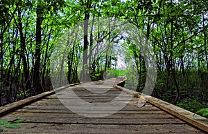 Boardwalk through forest reserve